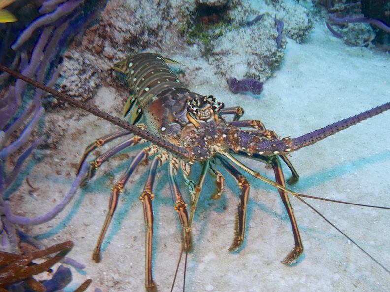 Spiny Lobster IMG_4781.jpg